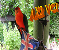 King parrot outside the AX2VCI workshop, Wuk Wuk, Victoria, Australia